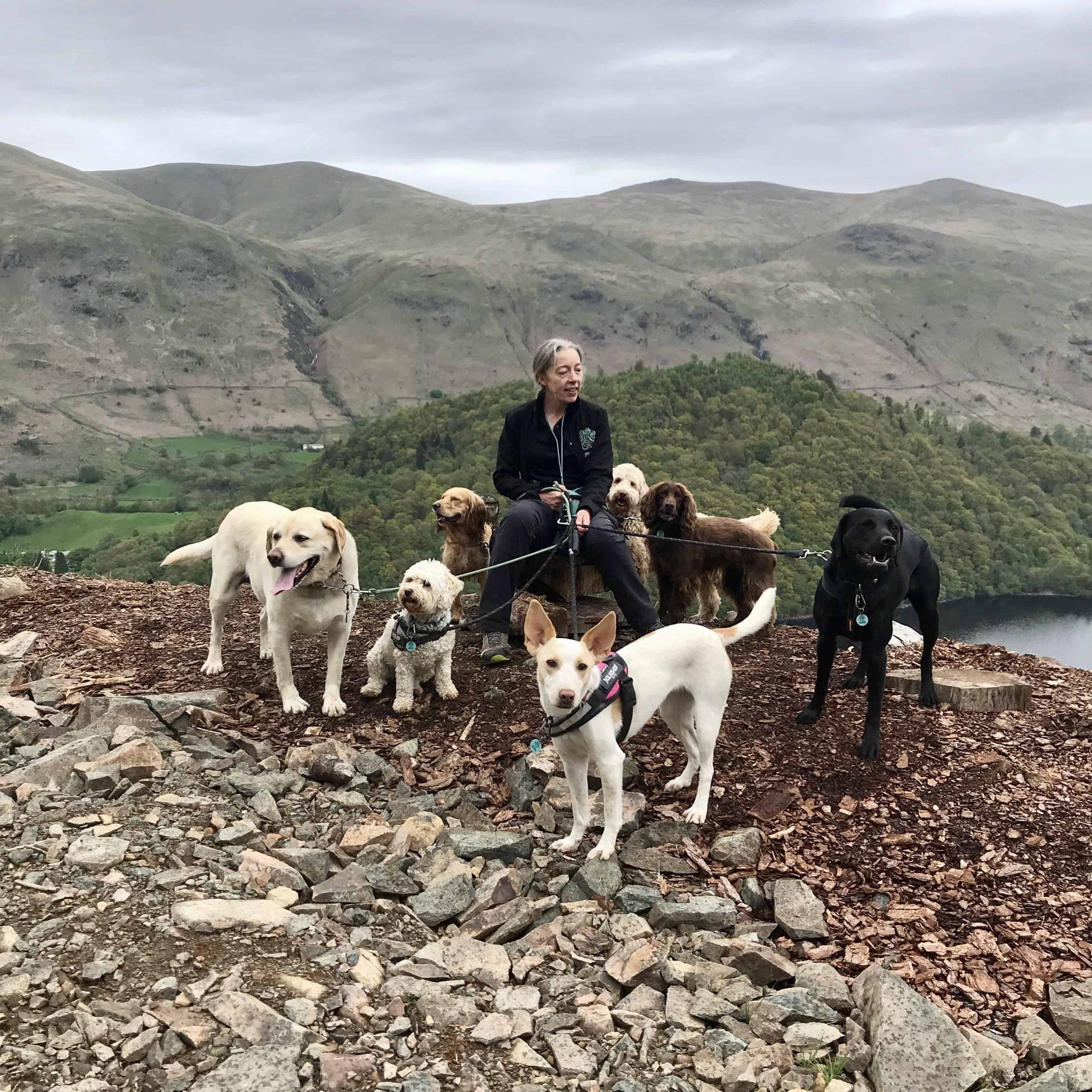 Ambleside Dog Walker Tamsin Rogers 