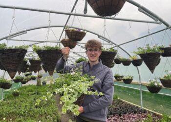 Gardener holding hanging basket in greenhouse.