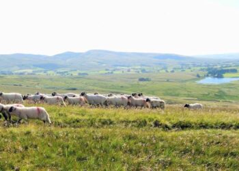 Shepherd with dogs herding sheep in scenic countryside