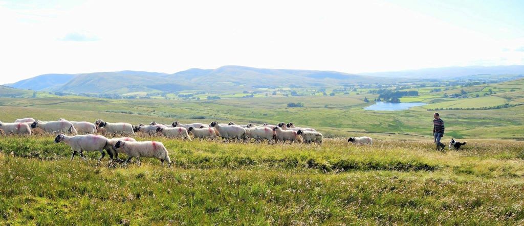 Shepherd with dogs herding sheep in scenic countryside