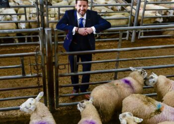 Man in suit surrounded by sheep in pen.