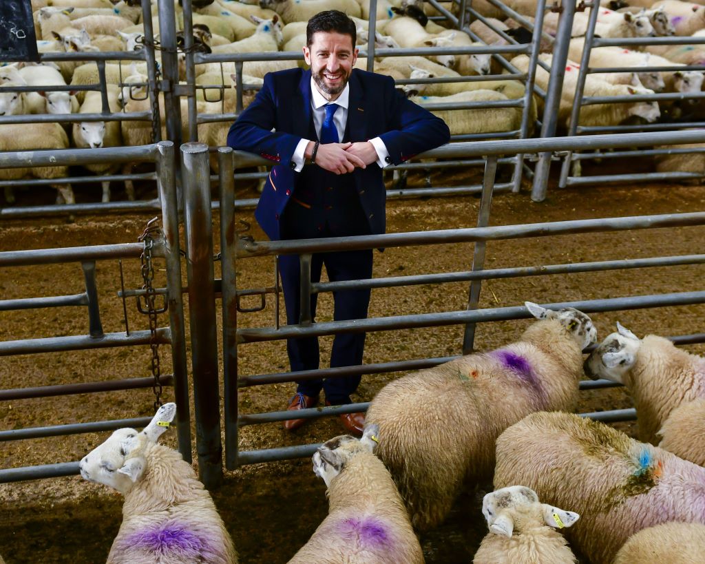 Man in suit surrounded by sheep in pen.