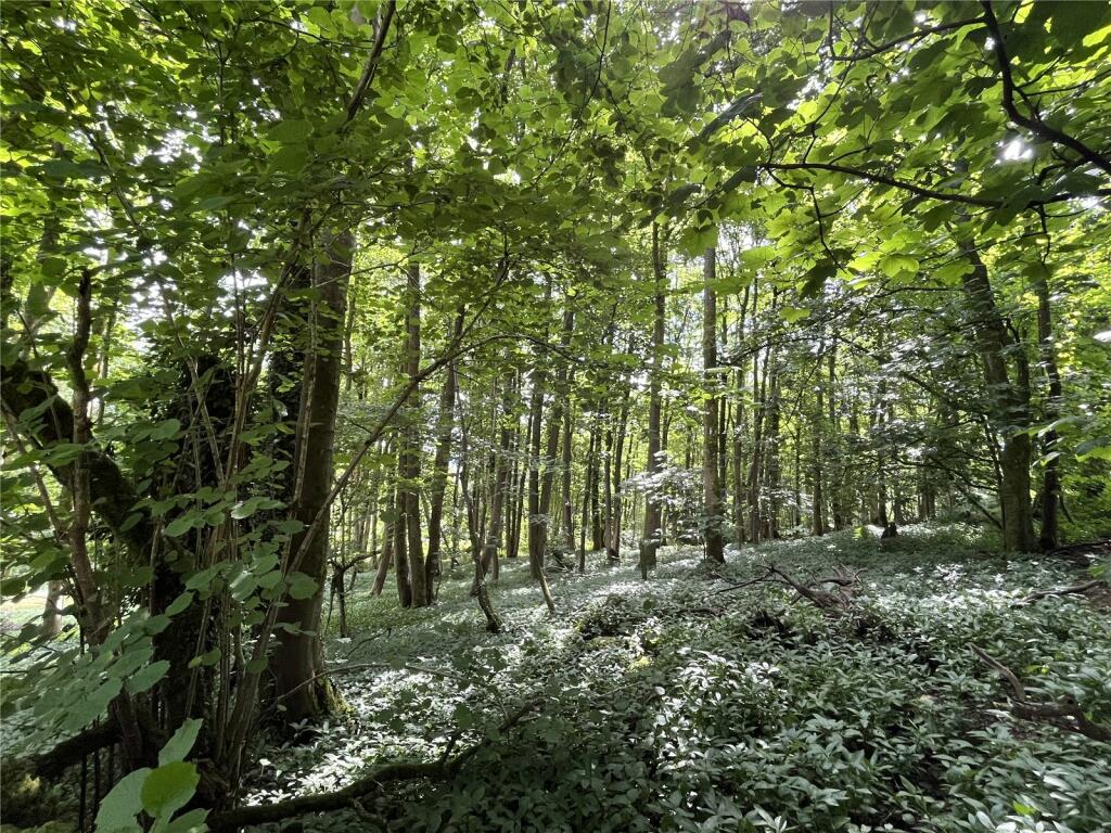 Sunlit woodland with lush green foliage