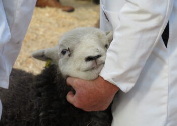 A patient Herdwick!